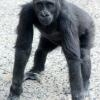 Gorilla2