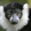 Lemur