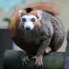 Lemur2
