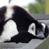 Lemur3
