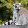Lemur4