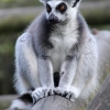 Lemur5