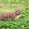 Prairie-Dog