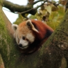 Red-Panda