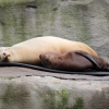 Sea-Lions