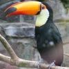Toucan