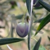 oliveweb