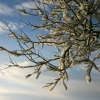 snow016small