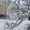 snow7small